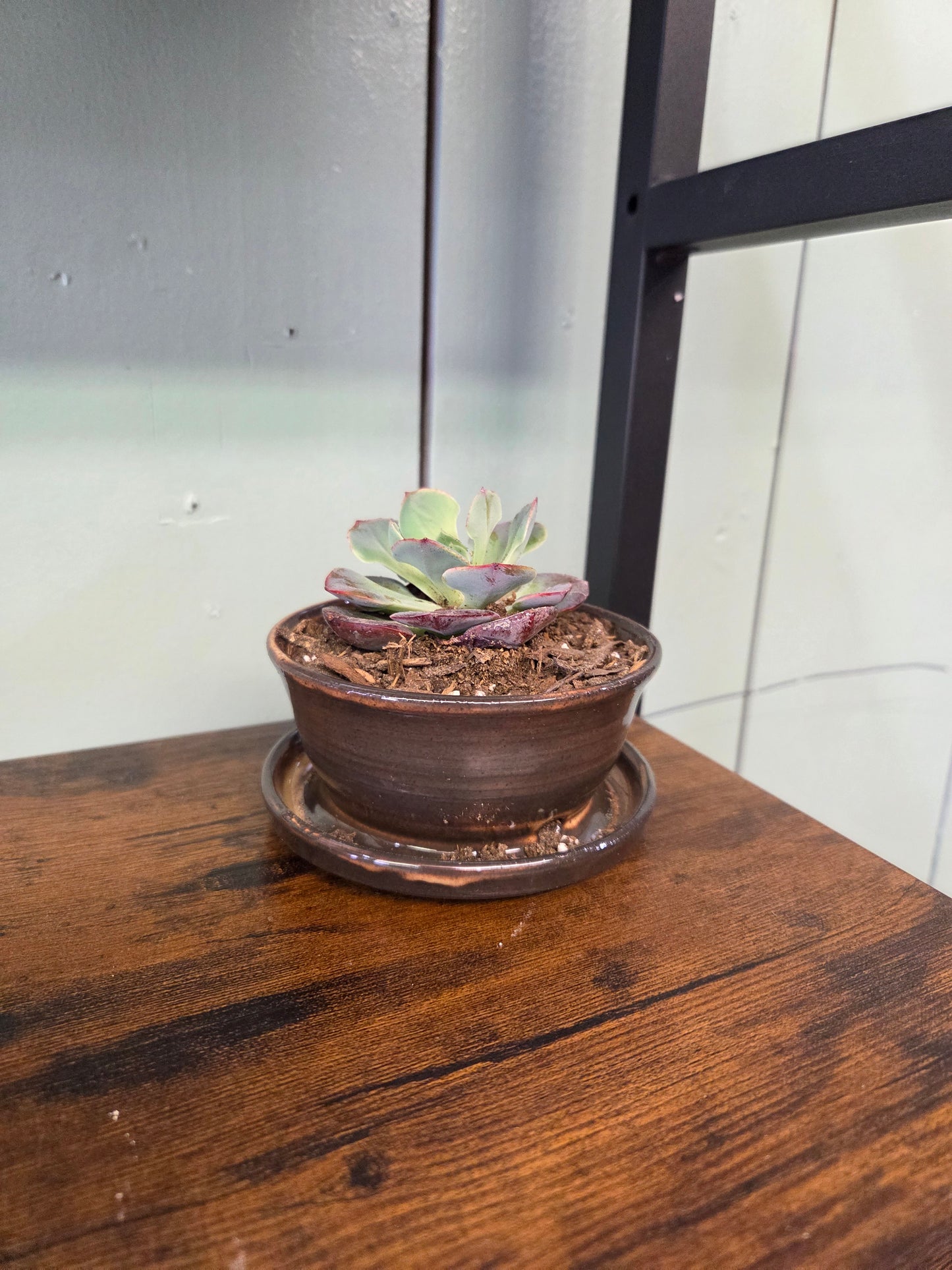 Pot with Succulent