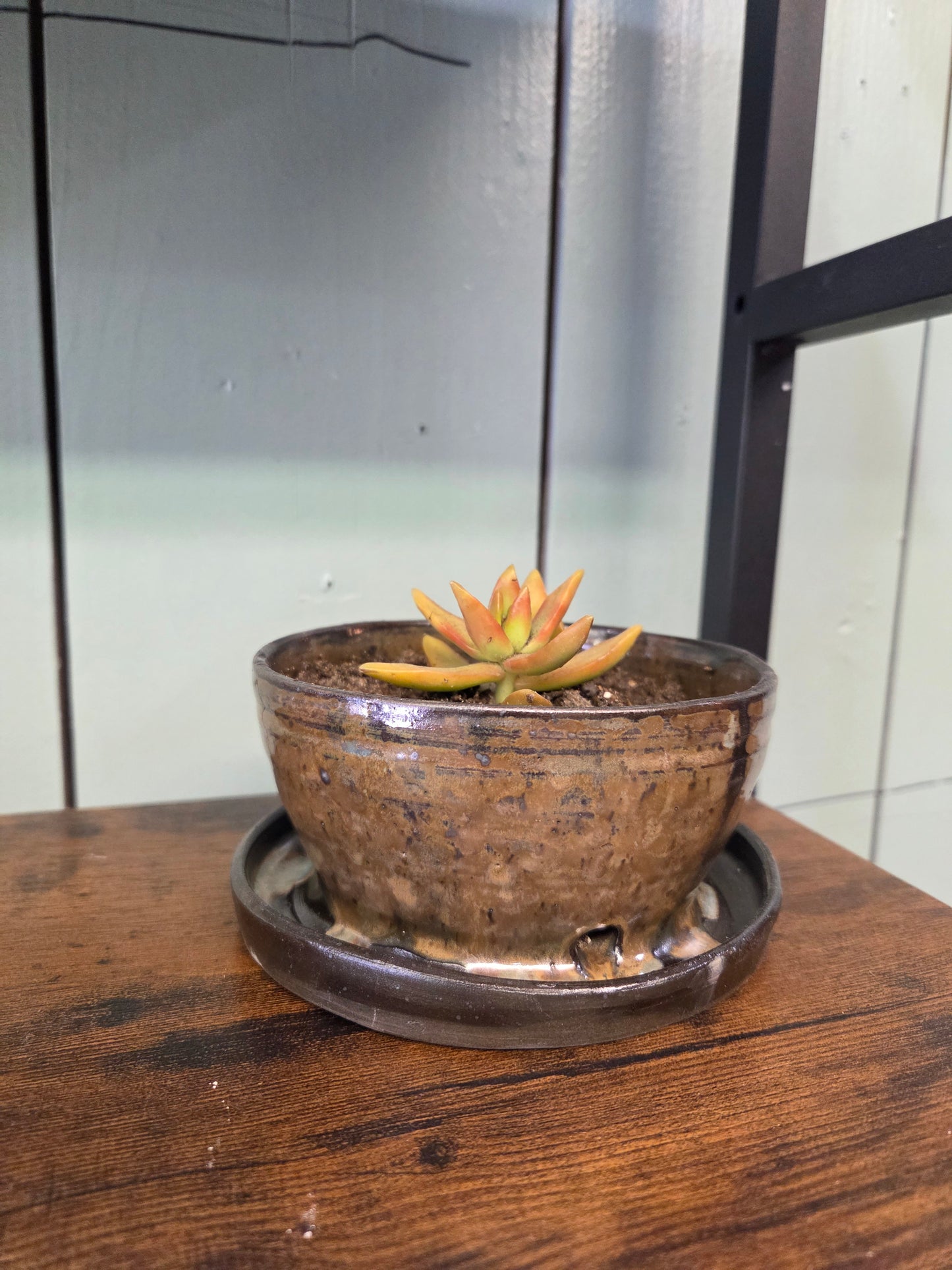 Pot with Succulent