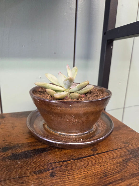 Pot with succulent